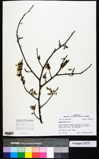 Ulmus alata image