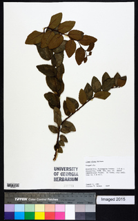 Ulmus alata image