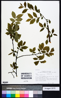 Ulmus alata image