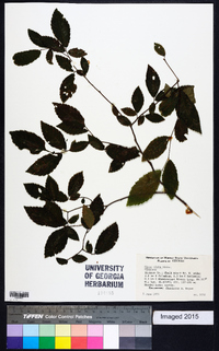 Ulmus alata image