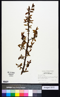 Ulmus alata image