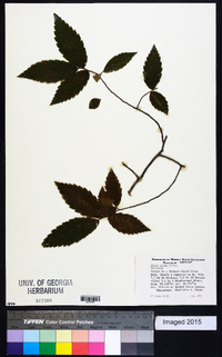 Ulmus alata image