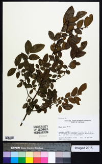 Ulmus alata image