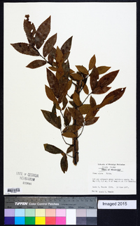 Ulmus alata image