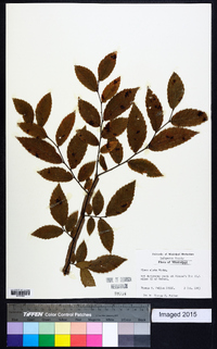 Ulmus alata image