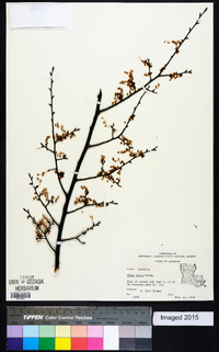 Ulmus alata image