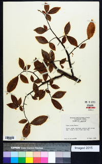 Ulmus alata image