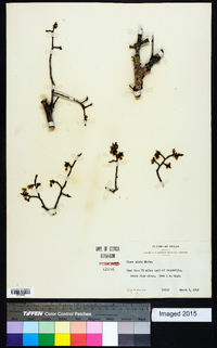 Ulmus alata image