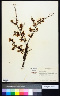 Ulmus alata image