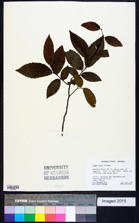 Ulmus alata image