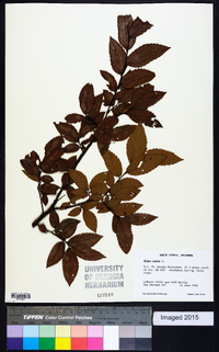 Ulmus alata image