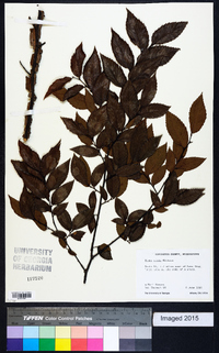 Ulmus alata image