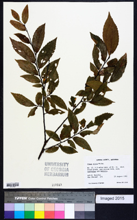 Ulmus alata image