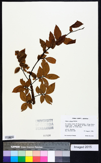 Ulmus alata image