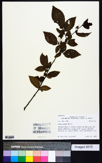 Ulmus alata image