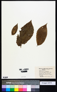 Ulmus alata image