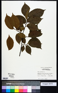 Ulmus alata image