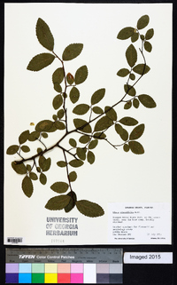 Ulmus crassifolia image