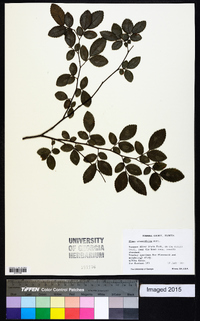 Ulmus crassifolia image