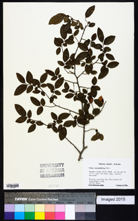 Ulmus crassifolia image