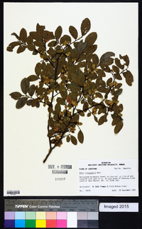 Ulmus crassifolia image