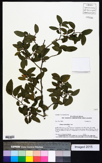 Ulmus crassifolia image