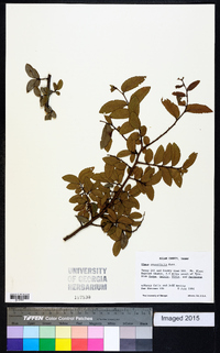 Ulmus crassifolia image