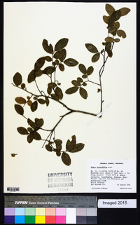 Ulmus crassifolia image