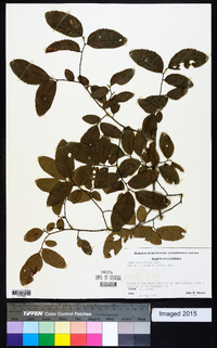 Ulmus crassifolia image