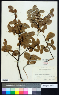 Ulmus crassifolia image