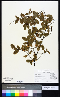 Ulmus crassifolia image