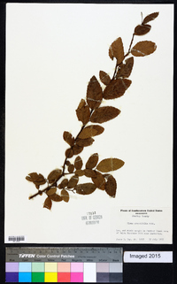 Ulmus crassifolia image