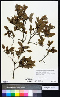 Ulmus crassifolia image