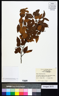 Ulmus crassifolia image