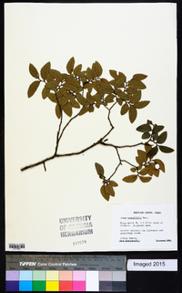 Ulmus crassifolia image