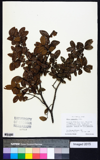 Ulmus crassifolia image