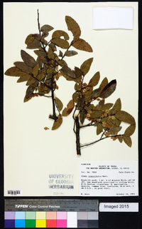 Ulmus crassifolia image