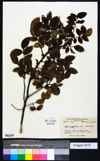 Ulmus crassifolia image