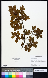 Ulmus crassifolia image