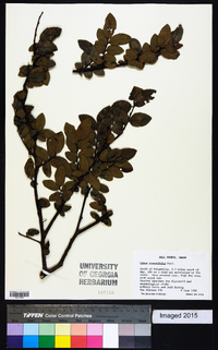 Ulmus crassifolia image