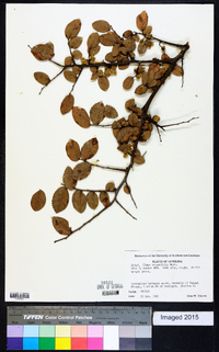 Ulmus crassifolia image