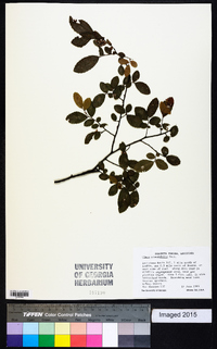 Ulmus crassifolia image