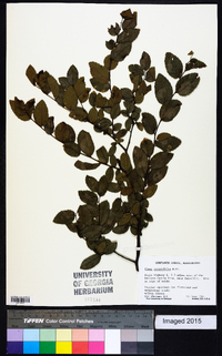 Ulmus crassifolia image