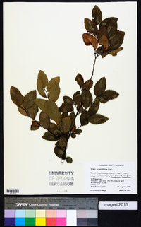 Ulmus crassifolia image