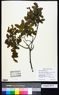 Ulmus crassifolia image