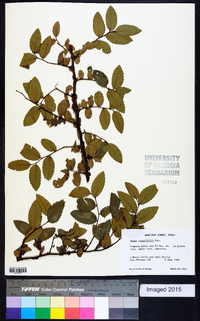 Ulmus crassifolia image