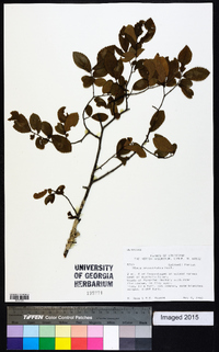 Ulmus crassifolia image