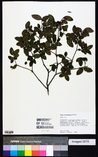 Ulmus crassifolia image