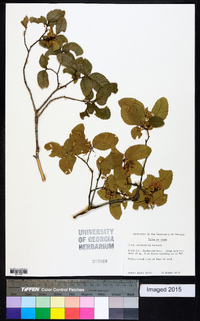 Ulmus crassifolia image