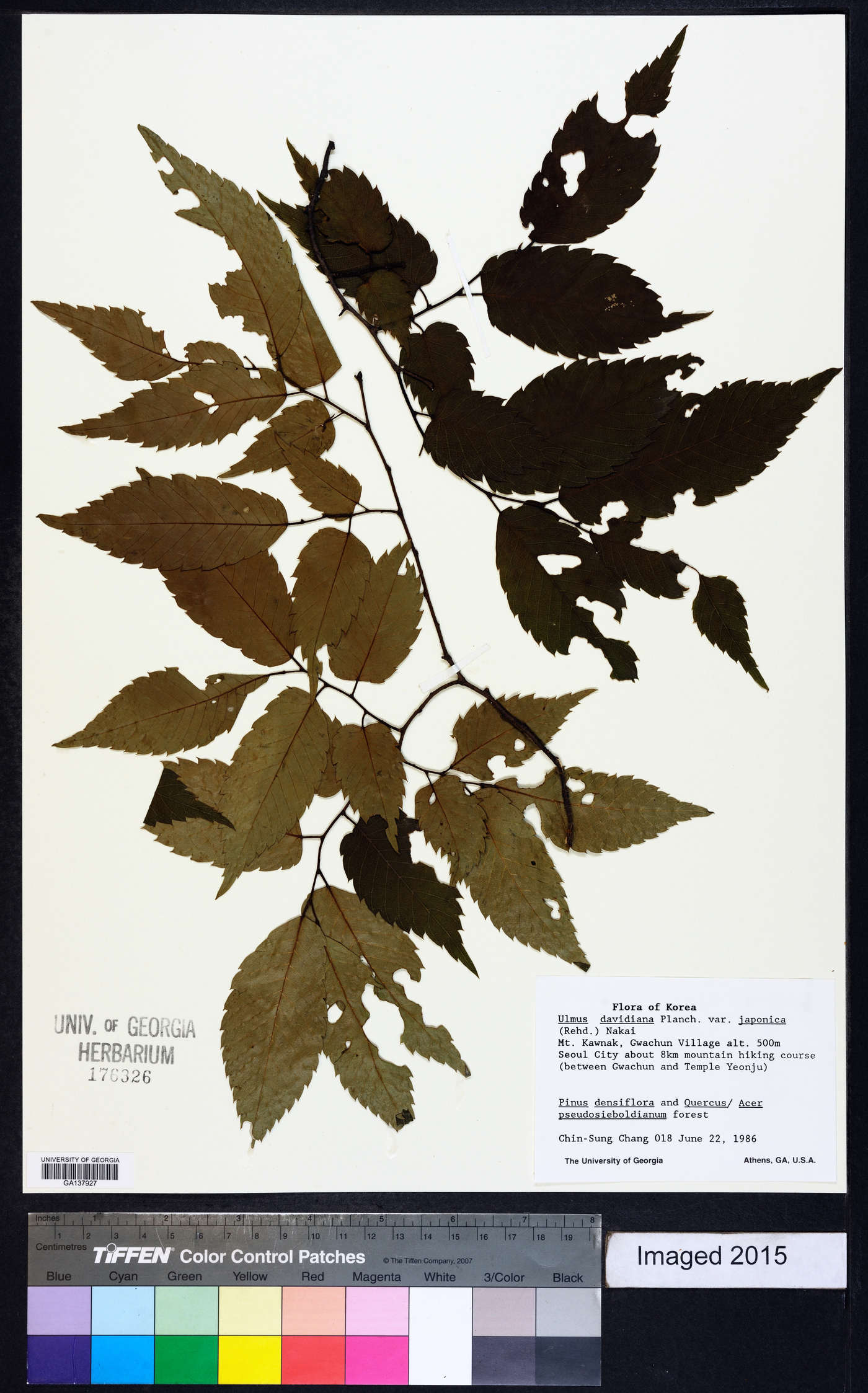 Ulmus davidiana image